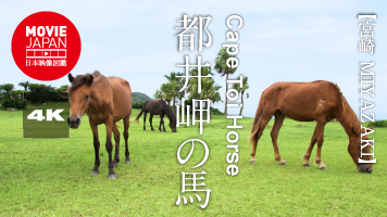 宮崎　都井岬の馬