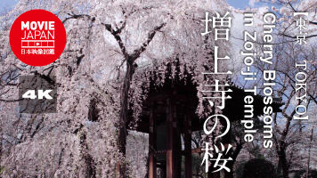 東京　芝　増上寺の桜