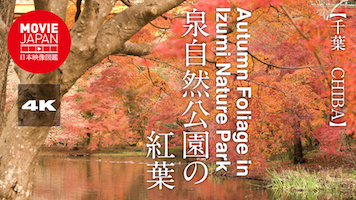 千葉　泉自然公園の紅葉