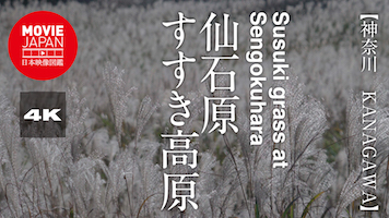 神奈川　箱根　仙石原すすき草原