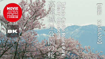 日本三大桜名所　高遠城址公園の桜