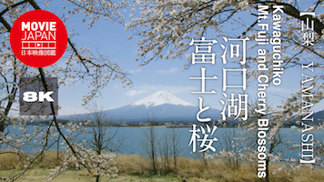 山梨　河口湖　富士と桜
