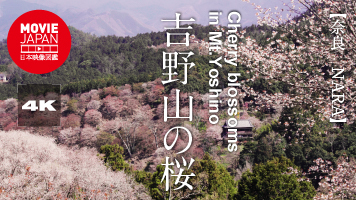 奈良　日本三大桜名所　吉野山の桜