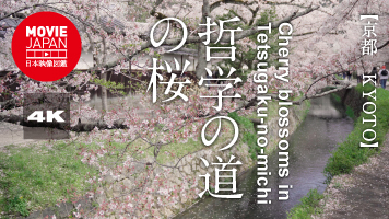 京都　哲学の道の桜