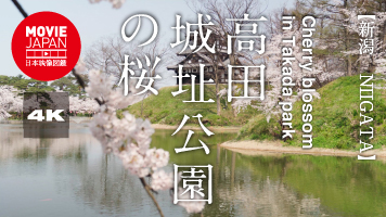 新潟　高田城址公園の桜