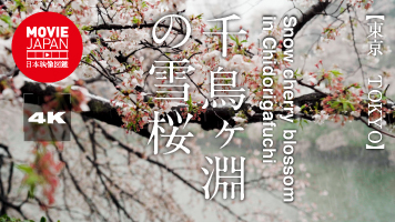 東京　皇居　千鳥ヶ淵の雪桜