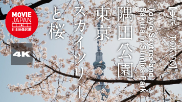 東京　隅田公園　東京スカイツリーと桜