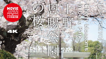 東京　上野恩賜公園の桜