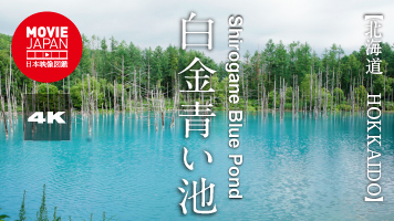 北海道　美瑛　白金青い池