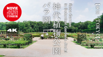 東京　神代植物公園バラ園